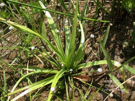 穀精水草|44.連萼穀精草 Eriocaulaceae 學名： Koern.